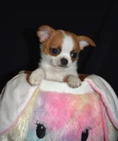 Abe, a male Chihuahua for sale in Goldsboro, NC – Photo 2 of 3