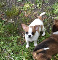 Abe, a male Chihuahua for sale in Goldsboro, NC – Photo 1 of 3
