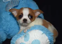 Abe, a male Chihuahua for sale in Goldsboro, NC – Photo 3 of 3