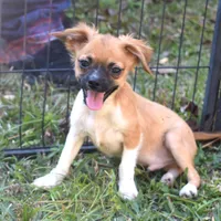 snuggles  , a male Chihuahua for sale in Goldsboro, NC – Photo 3 of 4