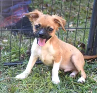 snuggles  , a male Chihuahua for sale in Goldsboro, NC – Photo 3 of 4
