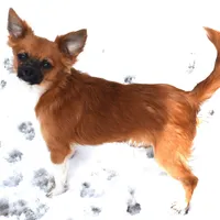 snuggles  , a male Chihuahua for sale in Goldsboro, NC – Photo 4 of 4