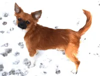 snuggles  , a male Chihuahua for sale in Goldsboro, NC – Photo 4 of 4