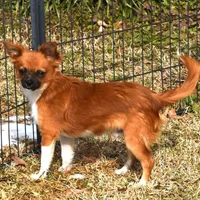 snuggles  , a male Chihuahua for sale in Goldsboro, NC – Photo 1 of 4