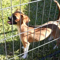snuggles  , a male Chihuahua for sale in Goldsboro, NC – Photo 2 of 4