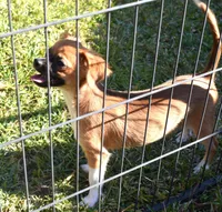 snuggles  , a male Chihuahua for sale in Goldsboro, NC – Photo 2 of 4