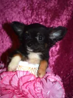 Phoebe, a female Chihuahua for sale in Goldsboro, NC – 3 of 3