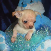 Chico, a male Chihuahua for sale in Goldsboro, NC – Photo 2 of 3