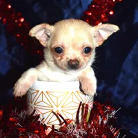 Chico, a male Chihuahua for sale in Goldsboro, NC – Photo 3 of 3