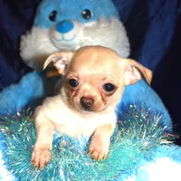 Chico, a male Chihuahua for sale in Goldsboro, NC – Photo 1 of 3