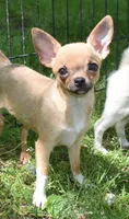 brutus, a male Chihuahua for sale in Goldsboro, NC – 5 of 6