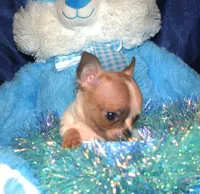 Dande, a male Chihuahua for sale in Goldsboro, NC – Photo 2 of 3