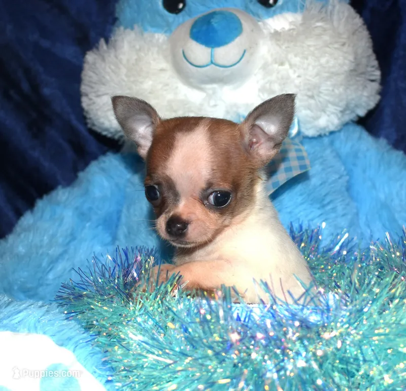 Dande – Chihuahua puppy for sale in Goldsboro, NC
