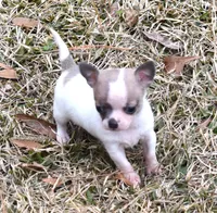 Dande, a male Chihuahua for sale in Goldsboro, NC – Photo 3 of 3