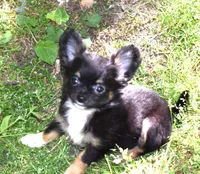 Phoebe, a female Chihuahua for sale in Goldsboro, NC – 1 of 3