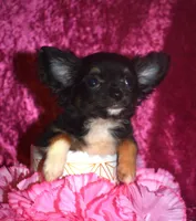 Phoebe, a female Chihuahua for sale in Goldsboro, NC – 2 of 3
