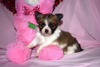 Tiny cuddles, a male Chihuahua for sale in Goldsboro, NC – Photo 3 of 3