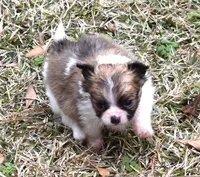 Tiny cuddles, a male Chihuahua for sale in Goldsboro, NC – Photo 2 of 3