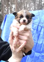 Tiny cuddles, a male Chihuahua for sale in Goldsboro, NC – Photo 1 of 3