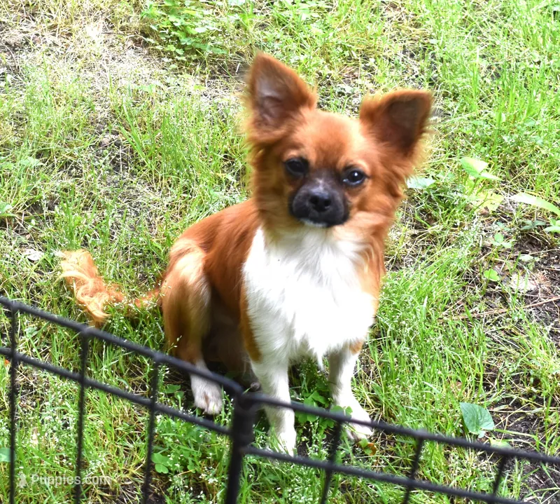 snuggles   – Chihuahua puppy for sale in Goldsboro, NC