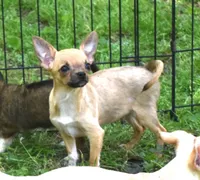 brutus, a male Chihuahua for sale in Goldsboro, NC – 6 of 6