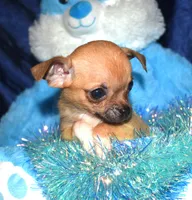 brutus, a male Chihuahua for sale in Goldsboro, NC – Photo 2 of 4