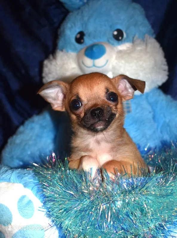 brutus – Chihuahua puppy for sale in Goldsboro, NC
