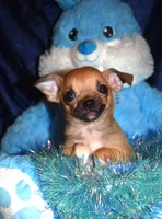 brutus, a male Chihuahua for sale in Goldsboro, NC – Photo 1 of 4