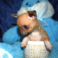 brutus, a male Chihuahua for sale in Goldsboro, NC – Photo 4 of 4