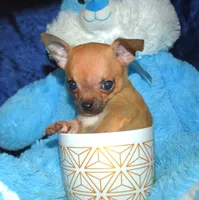 brutus, a male Chihuahua for sale in Goldsboro, NC – Photo 3 of 4