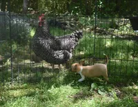 Harley, a male Chihuahua for sale in Goldsboro, NC – Photo 7 of 7