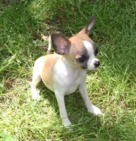 Harley, a male Chihuahua for sale in Goldsboro, NC – Photo 1 of 7