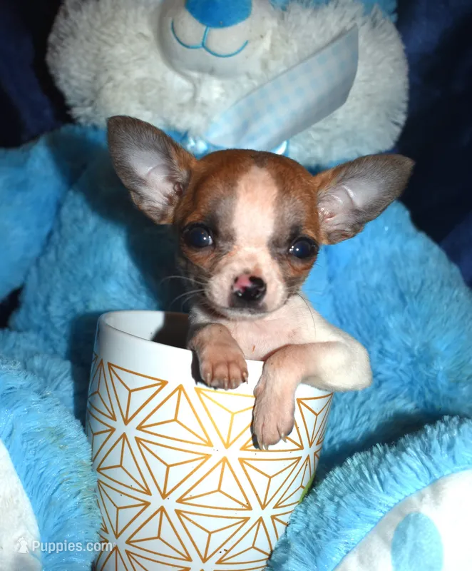 Harley – Chihuahua puppy for sale in Goldsboro, NC