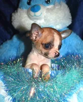 Harley, a male Chihuahua for sale in Goldsboro, NC – Photo 2 of 5