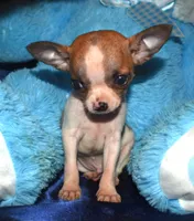 Harley, a male Chihuahua for sale in Goldsboro, NC – Photo 5 of 5
