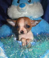 Harley, a male Chihuahua for sale in Goldsboro, NC – Photo 3 of 5