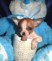 Harley, a male Chihuahua for sale in Goldsboro, NC – Photo 4 of 5