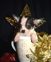 Snuggles, a male Chihuahua for sale in Goldsboro, NC – Photo 1 of 3