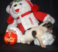 Snuggles, a male Chihuahua for sale in Goldsboro, NC – Photo 3 of 3