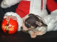 Snuggles, a male Chihuahua for sale in Goldsboro, NC – Photo 2 of 3