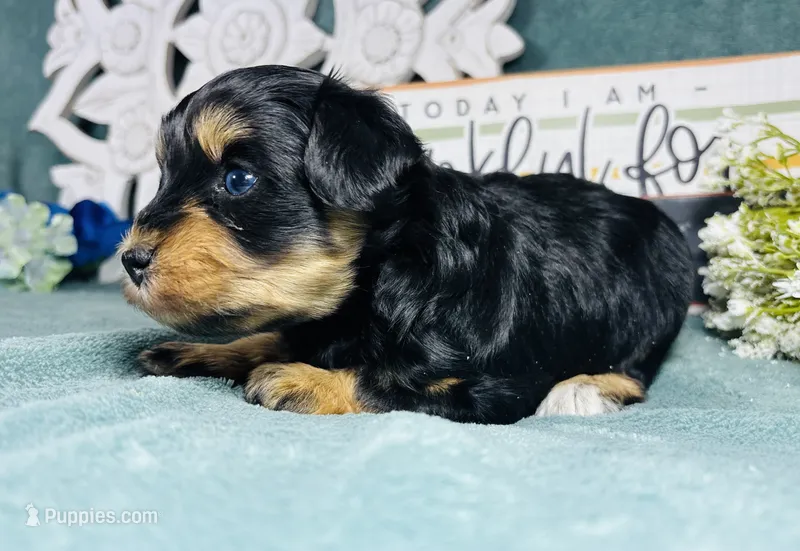 Cookie  – Poodle - Toy  puppy for sale in Snowflake, AZ