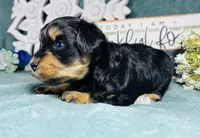 Cookie , a female Poodle - Toy  for sale in Snowflake, AZ – 1 of 9