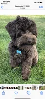 Angel, a female Poodle - Toy  for sale in Snowflake, AZ – 6 of 6