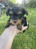 Twinkie, a female Poodle - Toy  for sale in Snowflake, AZ – 2 of 5