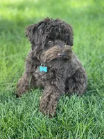 Twinkie, a female Poodle - Toy  for sale in Snowflake, AZ – 6 of 6