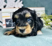 Cookie , a female Poodle - Toy  for sale in Snowflake, AZ – 2 of 9