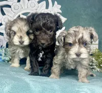Bonbon, a female Poodle - Toy  for sale in Snowflake, AZ – 4 of 6