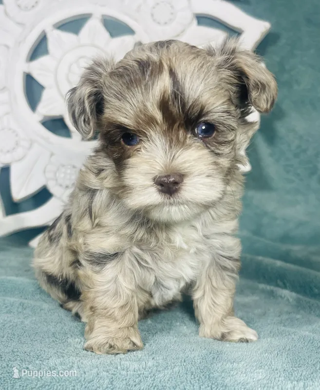 Angel – Poodle - Toy  puppy for sale in Snowflake, AZ