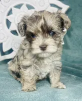 Angel, a female Poodle - Toy  for sale in Snowflake, AZ – 1 of 6