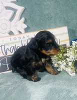 Twinkie, a female Poodle - Toy  for sale in Snowflake, AZ – 3 of 6